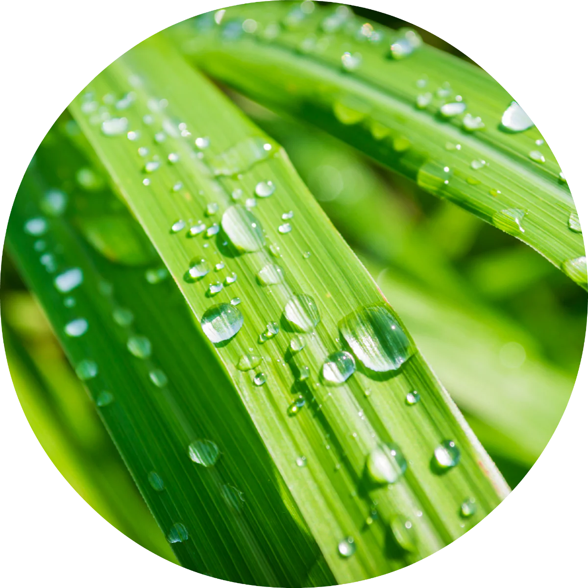 Our Top 15 Essential Oils