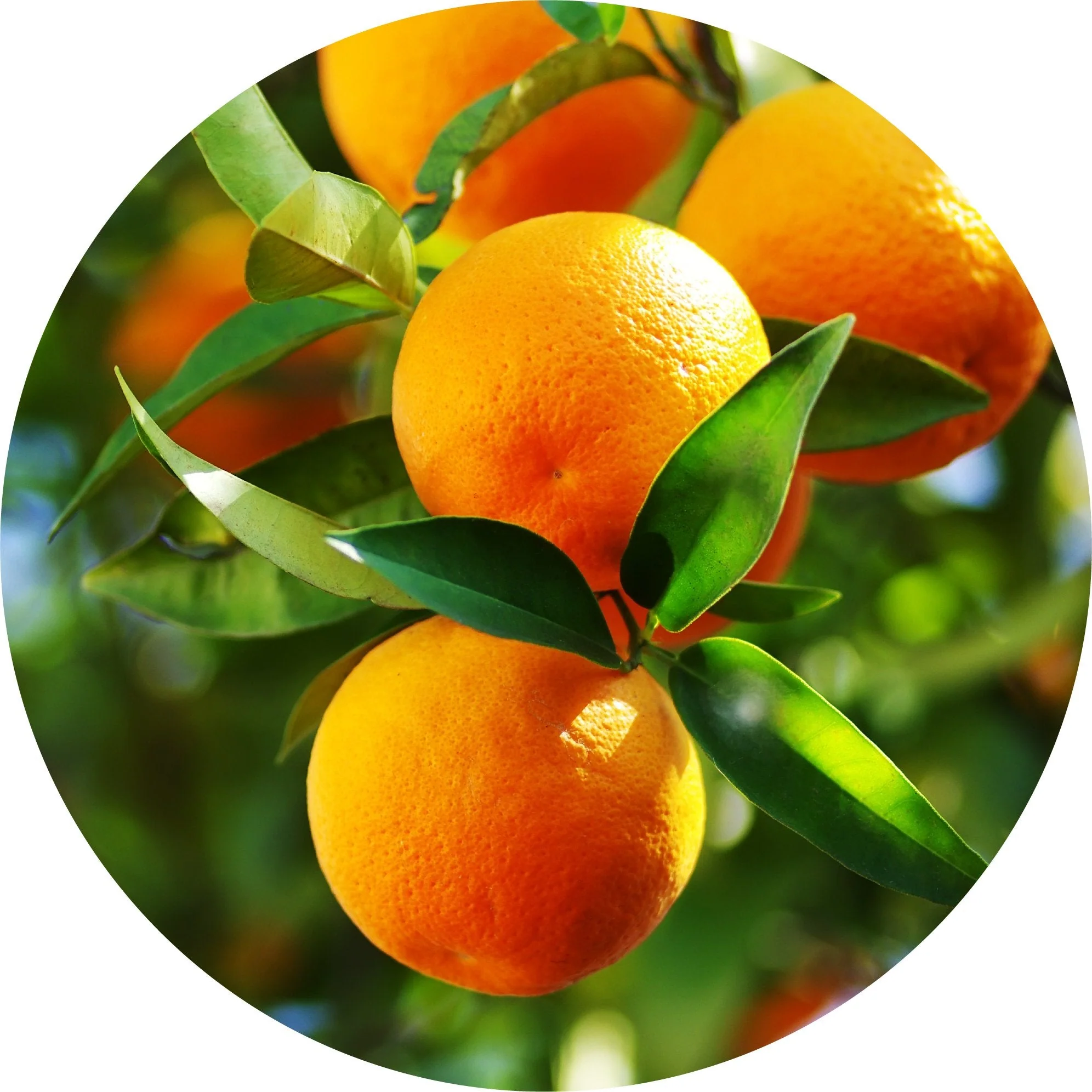 New Citrus Oils